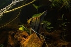 Pterophylum scalare rio Manacapuru mâle.jpg