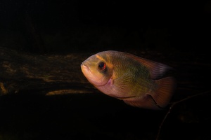 Hypselecara temporalis Oyapock