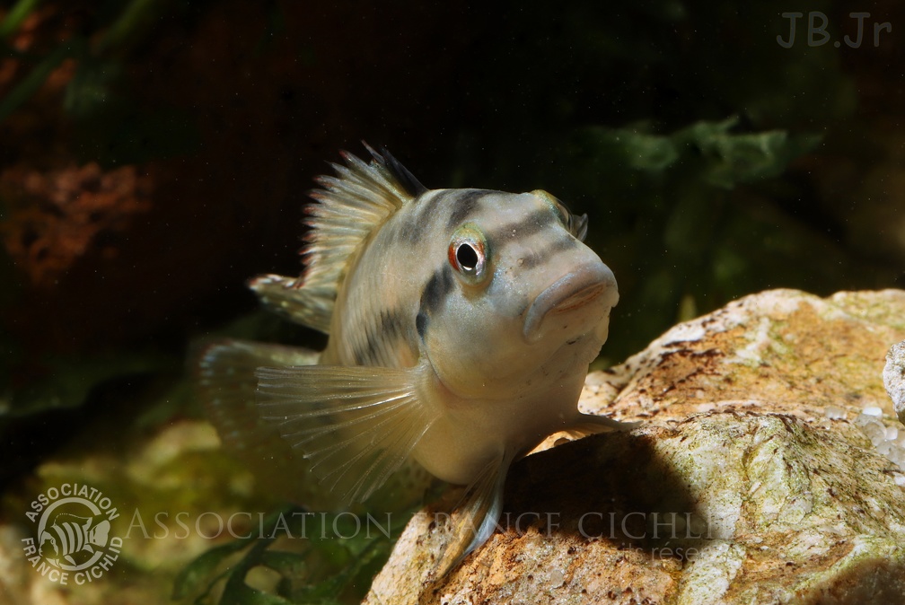 Orthochromis indermauri   femelle .JPG