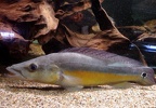 Crenicichla vittata.jpg