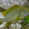 Petrochromis macrognathus Kantalamba.JPG