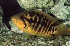 Parachromis multifasciatus Femelle.jpg