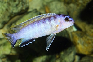 Tropheops kumwera Kanchedza