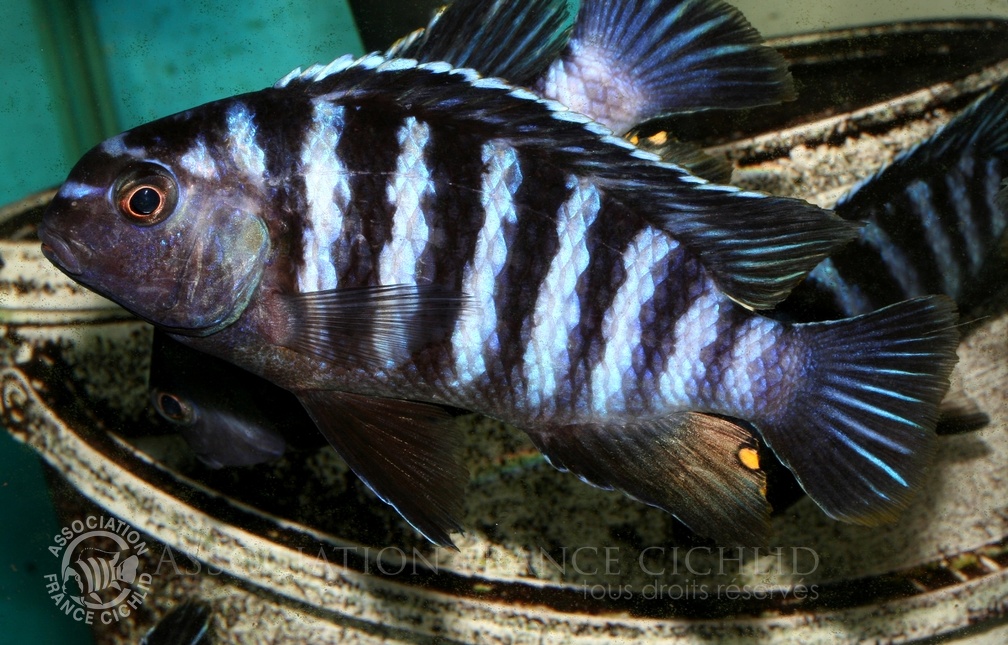 P.Tawil Tropheops sp. Higga Higga Reef dominant male C100904A 113.JPG