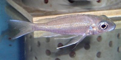 Ophthalmotilapia heterodonta Kavala femelle