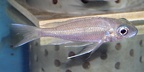 P.Tawil Ophthalmotilapia heterodonta Kavala female C050219C 012.jpg