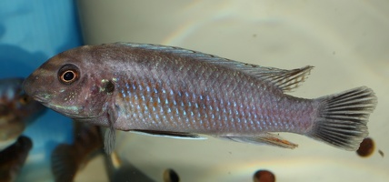Labeotropheus simoneae Makhanka Reef femelle