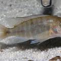 P.Tawil Aulonocara sp. walteri female plain coloration C140222A 123.JPG