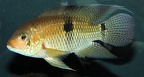P.Tawil Aequidens patricki C150606B 718.JPG