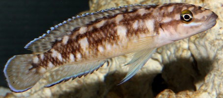 Julidochromis aff. ornatus Kasanga