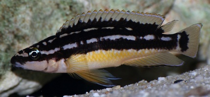 Julidochromis sp. aff. ornatus Congo Korosha