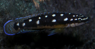 Julidochromis sp. aff. ornatus Congo Kazia