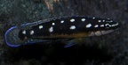 P.Tawil Julidochromis aff. ornatus Congo Kazia Büscher C081215A 077.JPG