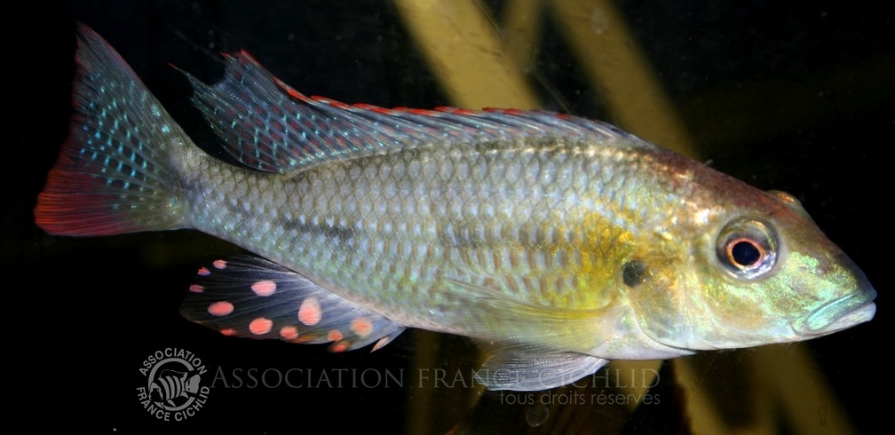 P.Tawil Thoracochromis buysi male anal ocelli C071212A 166.jpg