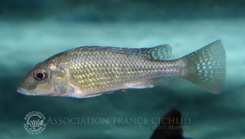 P.Tawil Thoracochromis buysi female C071212A 151.jpg