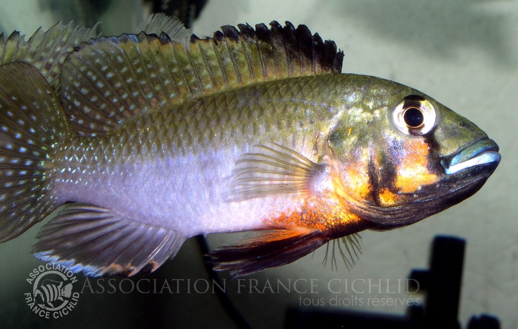 P.Tawil Thoracochromis brauschi displaying male C040306E 067.jpg