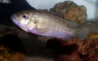 Thoracochromis brauschi  femelle