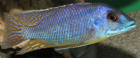 Mylochromis lateristriga Nkhata Bay mâle