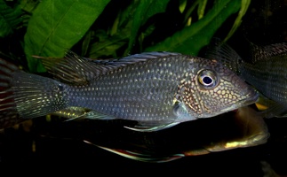 Satanoperca mapiritensis