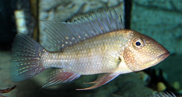 Satanoperca leucosticta