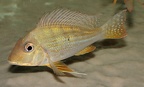 P.Tawil Geophagus neambi Tocantins Poland C120424A 180.JPG