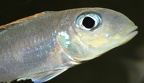 P.Tawil Xenotilapia flavipinnis Lyamembe Mierzenska C180518A 702.JPG