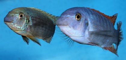 Labeotropheus trewavasae, femelle et mâle de Makokola Reef