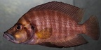 P.Tawil Altolamprologus compressiceps Kantalamba my tank C120122A 071.JPG