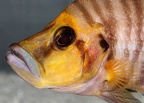 P.Tawil Altolamprologus compressiceps Kantalamba C101005A 328.JPG