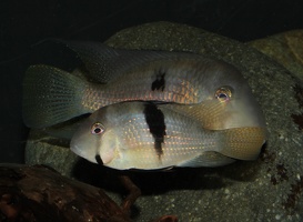 Guianacara owroewefi Guyane couple.