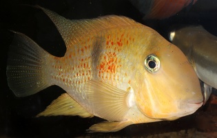 Guianacara sphenozona Surinam mâle.