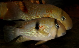 Guianacara sphenozona Surinam couple.