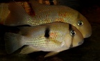 P.Tawil Guianacara sphenozona Surinam Beaucousin C220402B 180.JPG