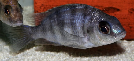 Protomelas sp. "Taiwan" Higga Reef femelle