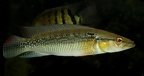 P.Tawil Crenicichla nickeriensis Coppename River Beaucousin C220402A 996.JPG