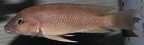 P.Tawil Neolamprologus mondabu Mpimbwe C141108A 001.JPG