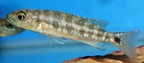 P.Tawil Lepidiolamprologus mimicus tank-bred C200627A 252.JPG