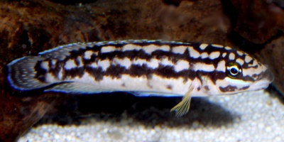 Julidochromis aff. ornatus Katoto