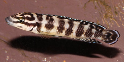 Julidochromis aff. ornatus Kombe
