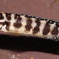 P.Tawil Julidochromis aff. ornatus Kombe tank-bred home C190505A 561.JPG