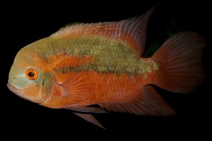 Hypselecara temporalis Rio Oyapock 