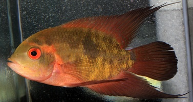 Hypselecara temporalis