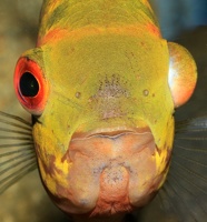 Hypselecara temporalis