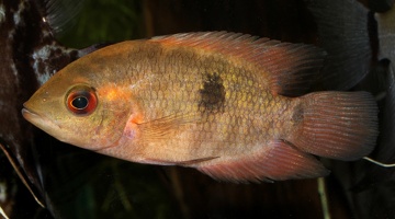 Hypselecara temporalis