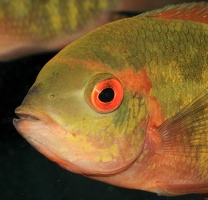 Hypselecara temporalis