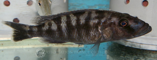 Tyrannochromis nigriventer Nkhata Bay femelle