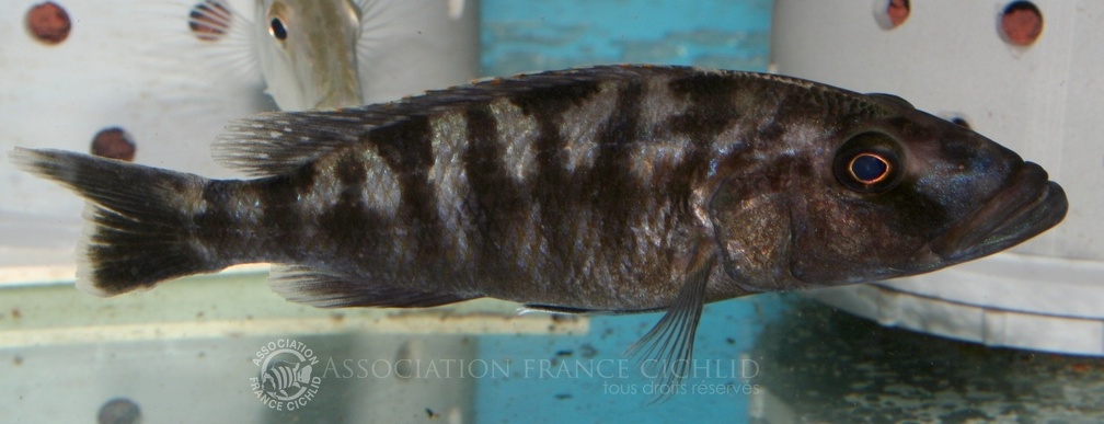 P.Tawil Tyrannochromis nigriventer cf. Nkhata Bay C070106A 017.jpg