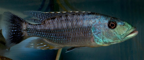 Tyrannochromis macrostoma Tanzanie mâle