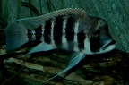 P.Tawil Cyphotilapia frontosa Kigoma Zeitoun C210327A 170.JPG