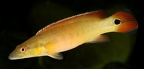 P.Tawil Crenicichla sp. Xingu I Rio Xingu Beaucousin C220402A 963.JPG